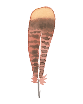 pluma 3
