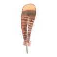 Turkey Feather