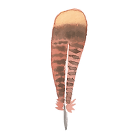 pluma 3
