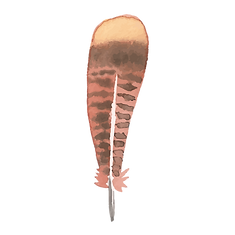 Feather 3