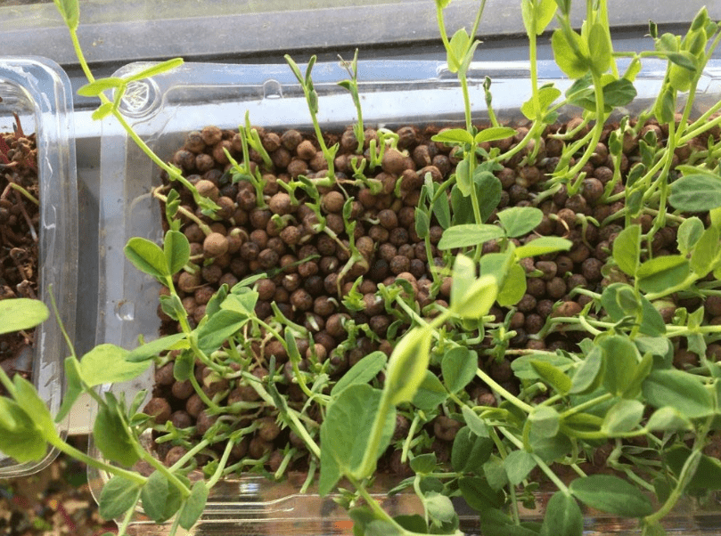 Seeds for Microgreens