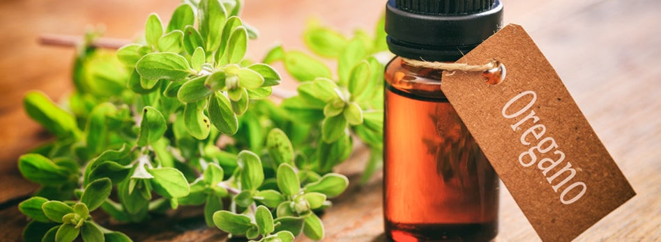 Oregano Oil Microgreens Sanitation