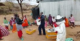 Honey harvesting by the Maasai in Orpirikata