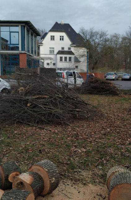 Baumfällung