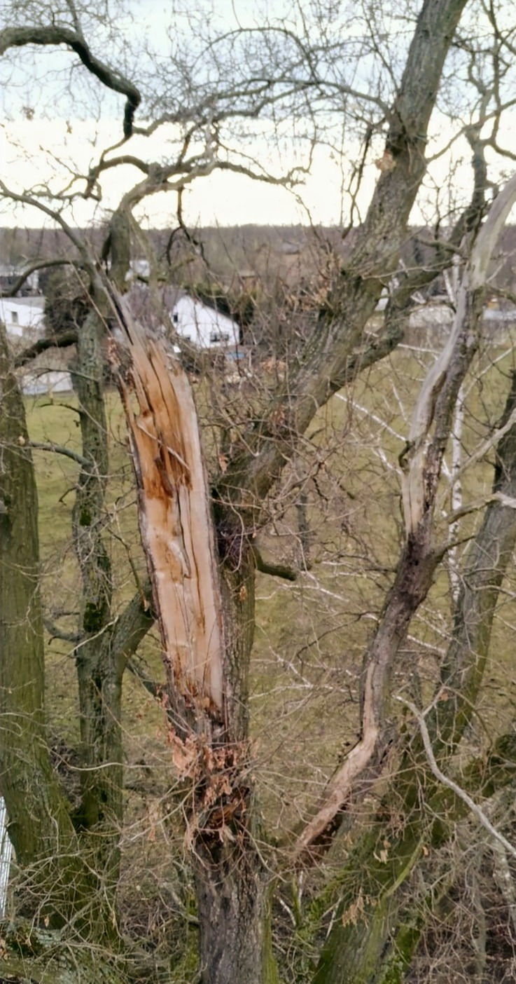 Sturmschaden 2
