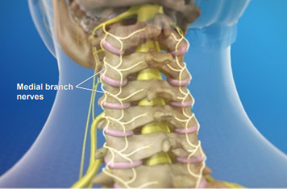 medial branch nerves