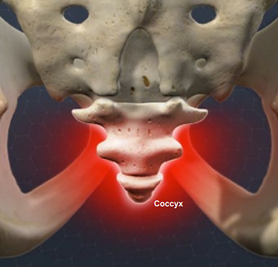 coccyx
