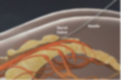 sacral hiatus