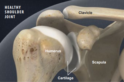 clavicle, scapula