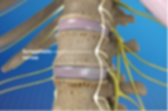 sympathetic nerves