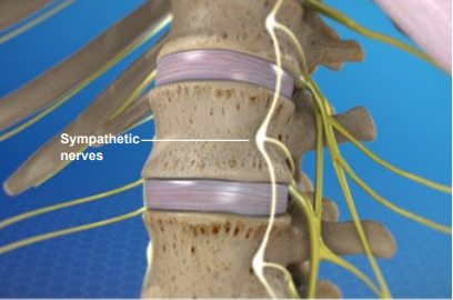 sympathetic nerves