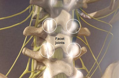 facet joints