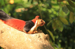 Red Squ