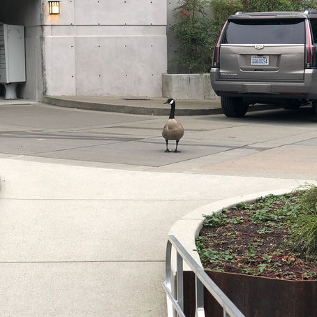 A Crazy Goose & the Mirror Effect