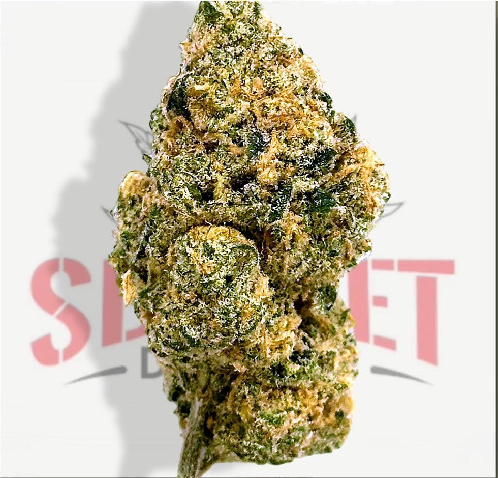 10 GRAMS - DREAM BEAVER (32.78%) - TIER 3 (S)