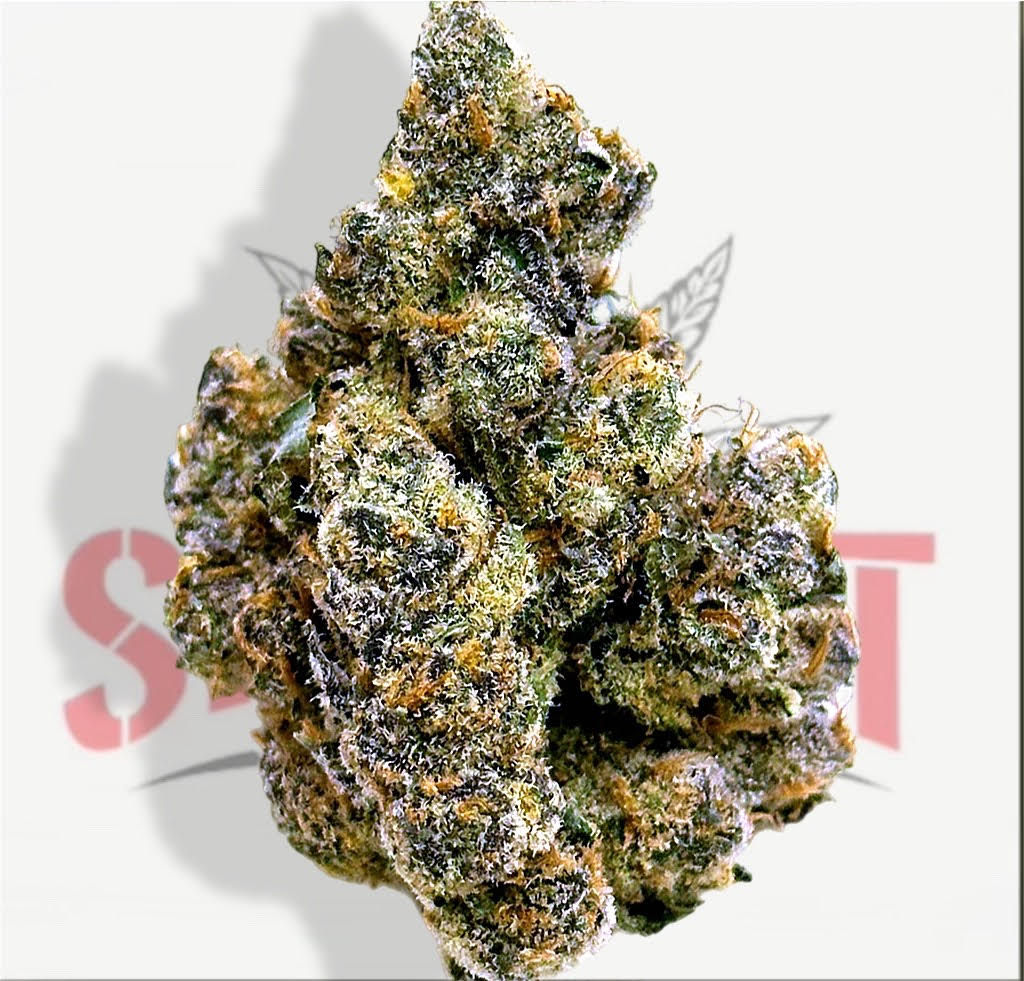 GARY PAYTON (35.90%) - TIER 1 (H)