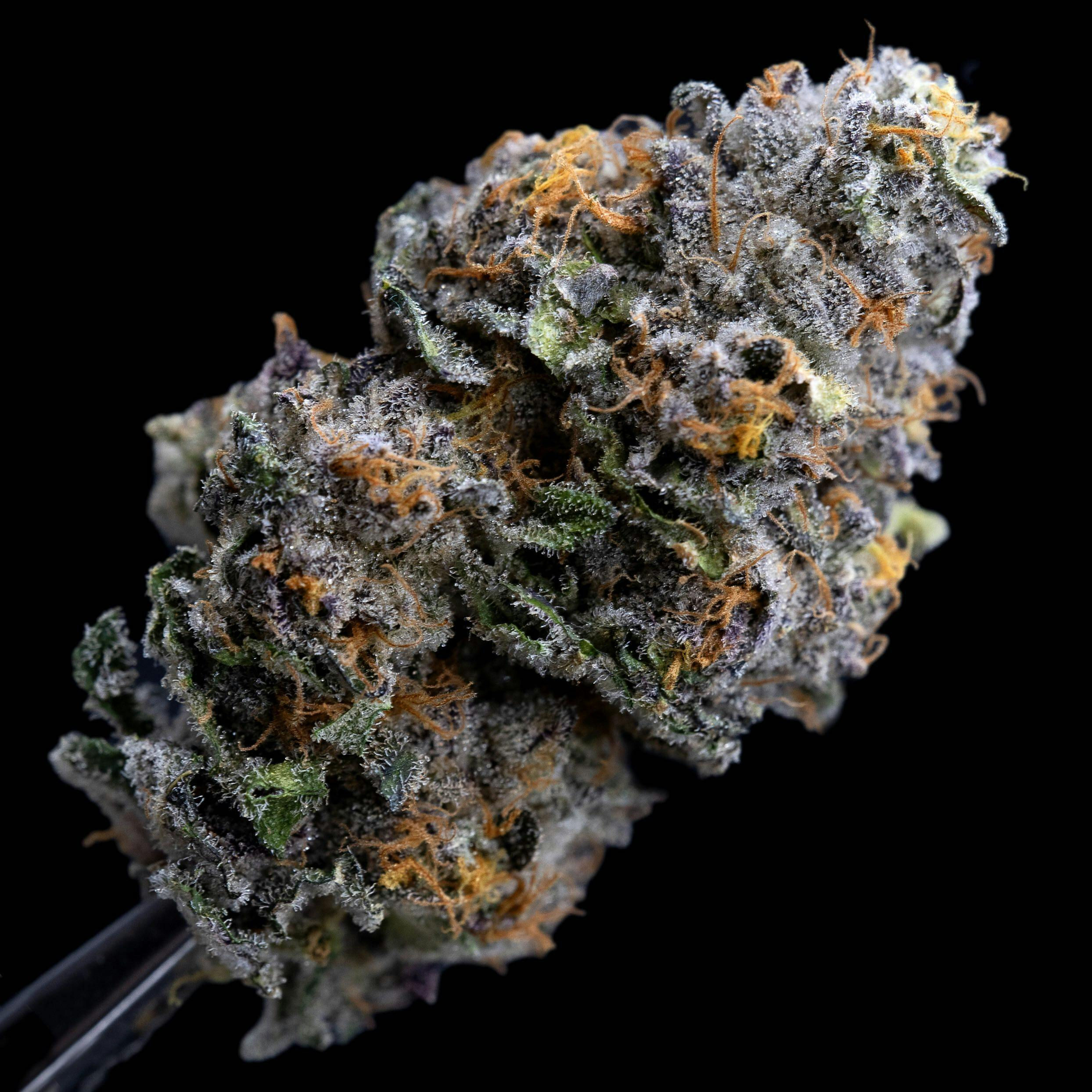 ANIMAL - 28G - PERMANENT MARKER (30%) (I)