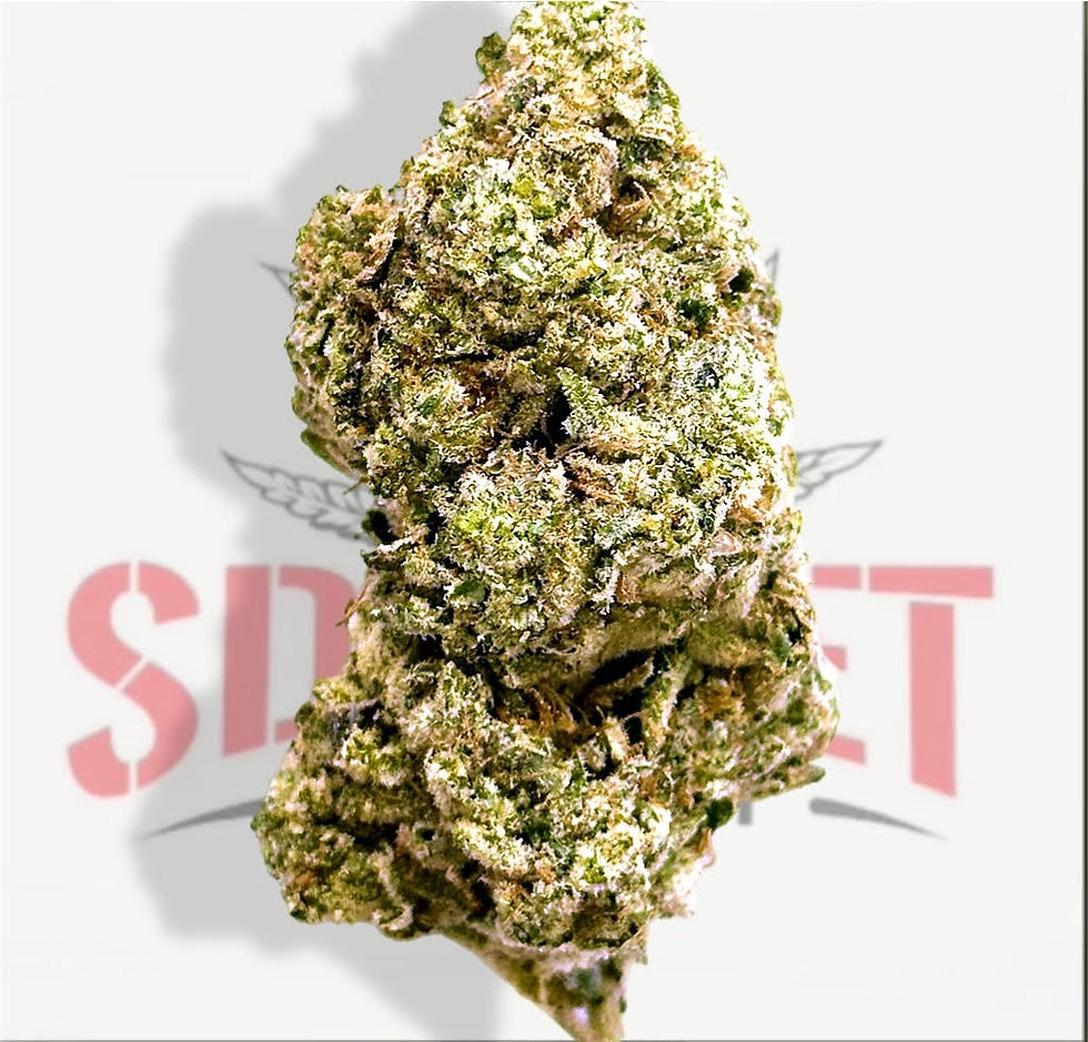 GLUE TRAP (32.93%) - TIER 3 (H)