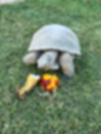 IMG_7475 2.jpeg