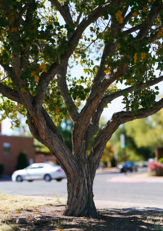 A beautiful tree in albuquerque