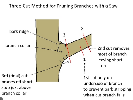 A diagram of the 3-cut pruning method
