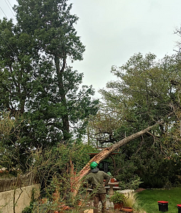 emergency tree removal.png