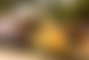 What Happens to Brush After It's Chipped in Albuquerque?