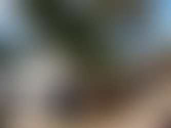 Which Neighbor Pays for Tree Removal When It Affects Multiple Properties?