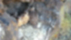Five young Prairie Falcons with brown and tan feathers sit together on a cliff side