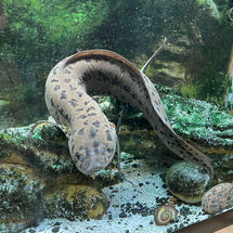 Leviathan the African Marbled Lungfish