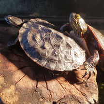 Bashful and Happy the Geoffroy's Side-Necked and Painted Turtles