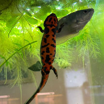 Api the Japanese Fire-Bellied Newt