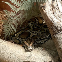 Burmese Python