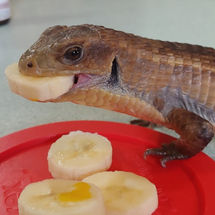 Rocky the Sudan Plated Lizard
