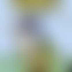 FOCO: Yankees, Snoopy