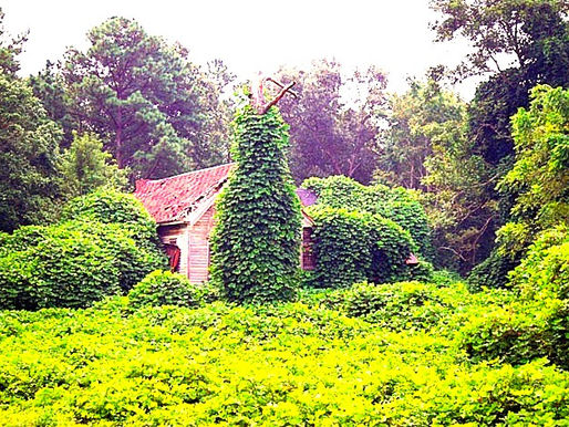 Reclaiming the Kudzu: The Green Invader That Ate the South — And the Guilt We Buried With It