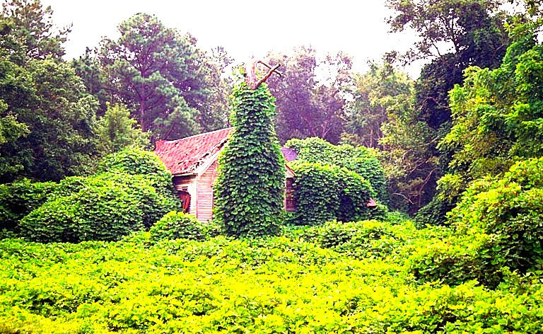 Kudzu’s emerald leaves can overtake nature and structure completely; Invasive.org [CC BY 3.0]