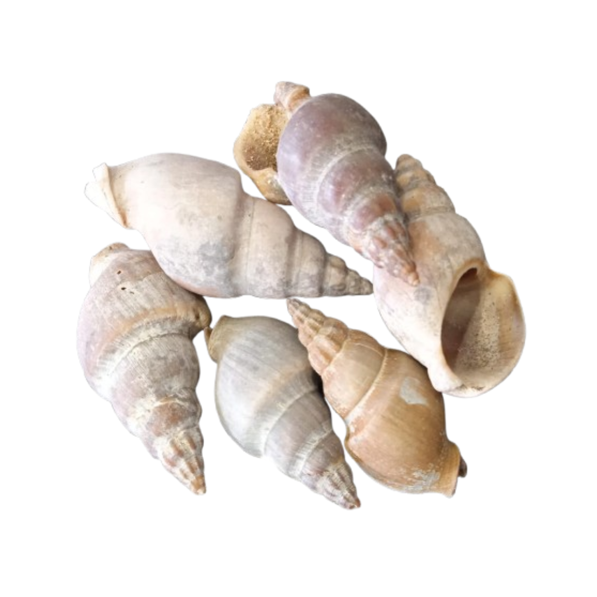 Bolsita de Conchas Cerithiidae