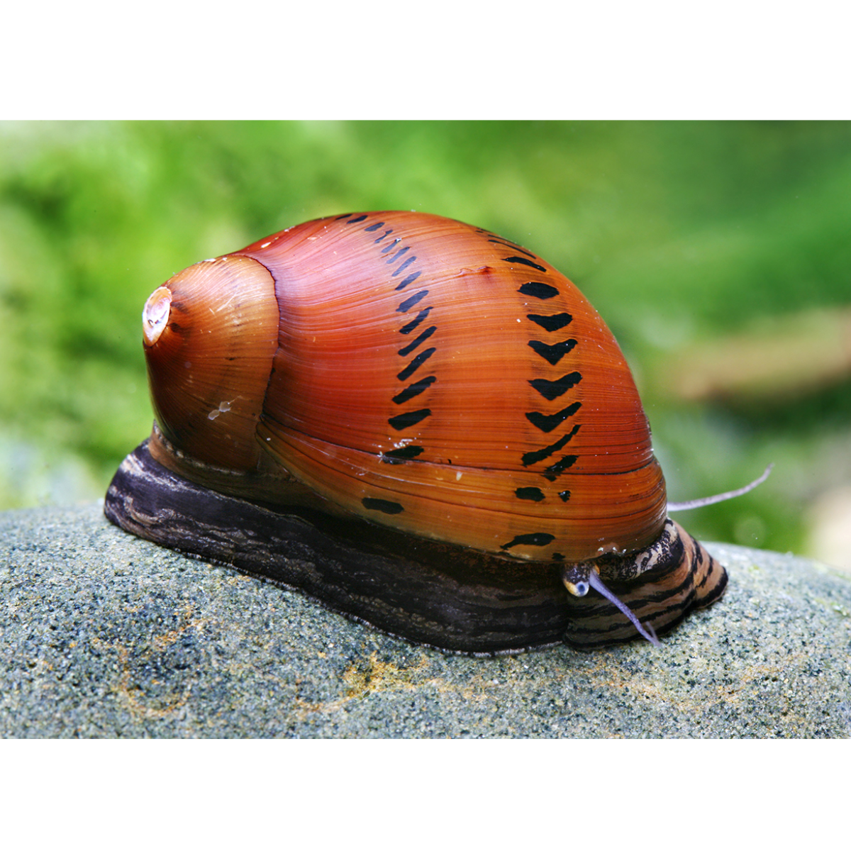 Caracol Neritina Batik (Neritodryas sp. Batik)