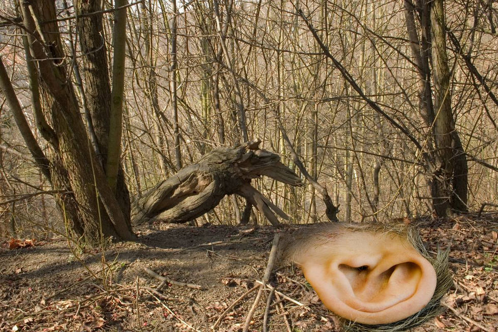 Pes a pleso