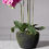 Thumbnail: ARTIFICIAL FUCHSIA PHALAENOPSIS REAL TOUCH ORCHID PLANT WITH MOSS POT 110 CM