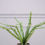Thumbnail: ARTIFICIAL ASPLENIUM PLANT 34 CM
