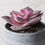 Thumbnail: ARTIFICIAL ECHEVERIA RAINBOW PLANT 9 CM