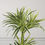 Thumbnail: ARTIFICIAL WHITE JEWEL DRACAENA PLANT 70 CM