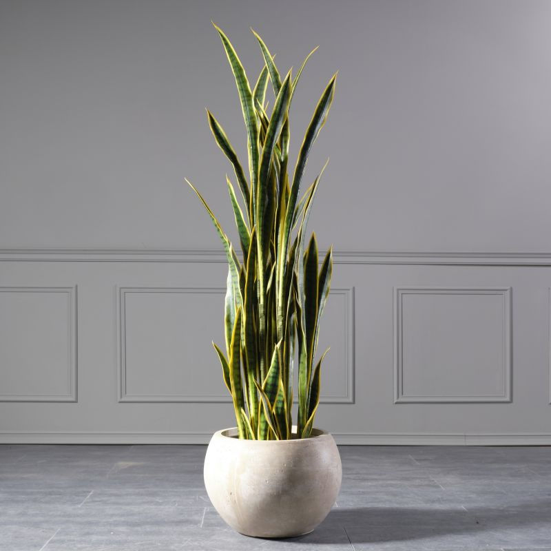 Thumbnail: ARTIFICIAL SNAKE PLANT 155 CM