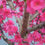 Thumbnail: ARTIFICIAL PEACH TREE RED 300 CM