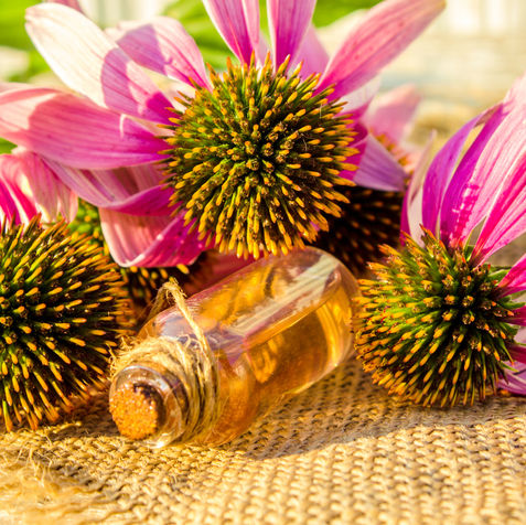 Echinacea Extract