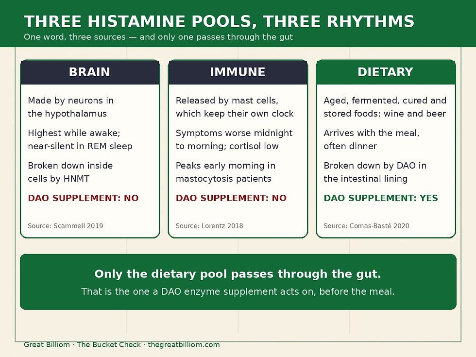 Three histamine pools, three rhythms: brain histamine is highest while awake and near-silent in REM sleep; immune histamine from mast cells peaks midnight to morning; dietary histamine arrives with the meal and is the only pool a DAO enzyme supplement acts on