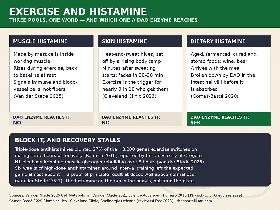 Exercise and histamine, three pools, one word: muscle histamine is made by mast cells inside working muscle, rises during exercise and returns to baseline at rest (Van der Stede 2025); skin histamine comes with heat-and-sweat hives that start minutes after sweating and fade in 20-30 minutes (Cleveland Clinic); dietary histamine arrives with aged, fermented, cured and stored foods, wine and beer and is broken down by DAO in the intestinal villi (Comas-Baste 2020). Only the dietary pool is what a DAO enzyme reaches. Block it and recovery stalls: triple-dose antihistamines blunted 27 percent of exercise-activated genes (Romero 2016); six weeks of high doses left training gains almost absent (Van der Stede 2021)