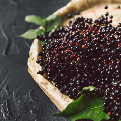Black Elderberry